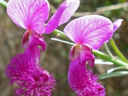 Polygala virgata var. speciosa flower
